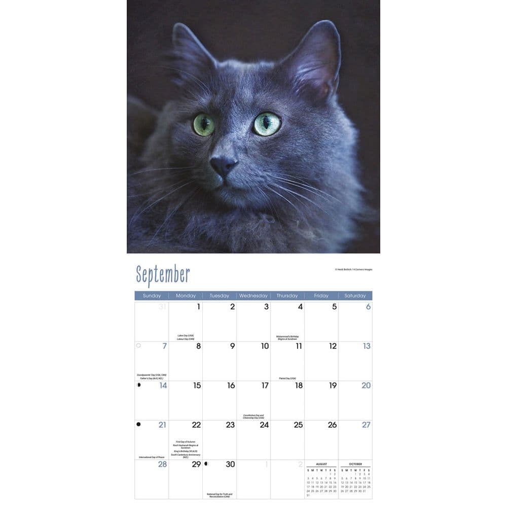 Cats 2025 Wall Calendar Third Alternate Image width=&quot;1000&quot; height=&quot;1000&quot;