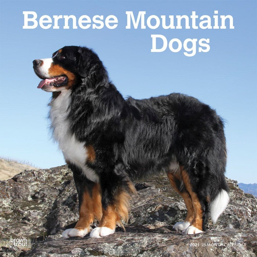 bernese-mountain-dogs-wall-calendar-calendars