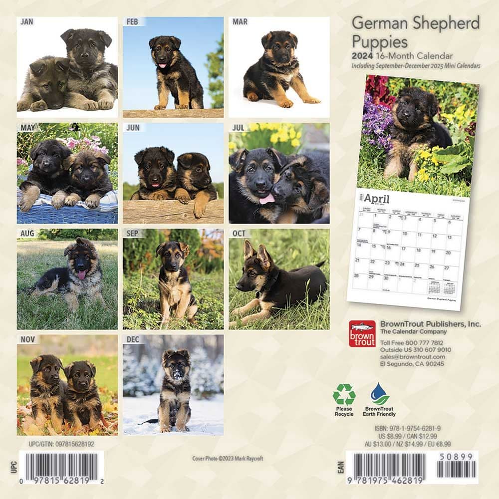 German Shepherd Puppies 2024 Mini Wall Calendar Alternate Image 1