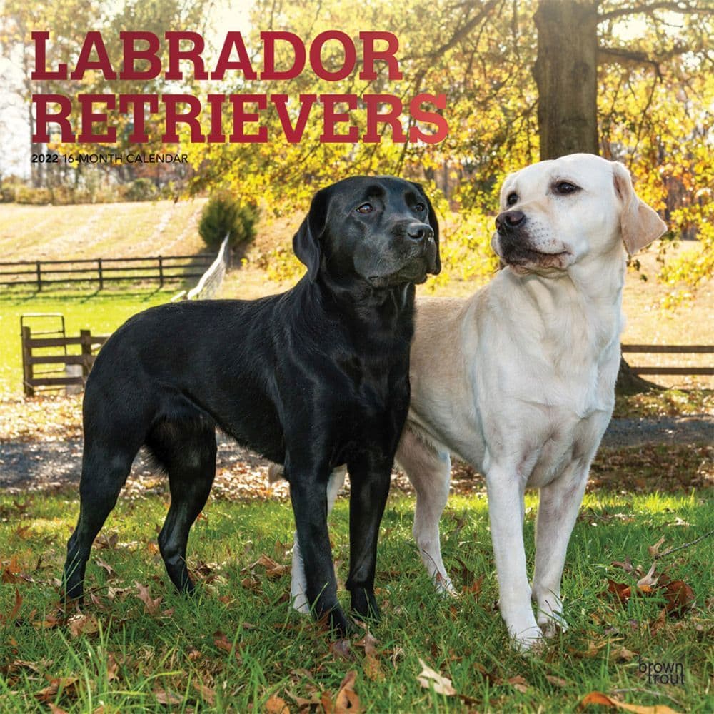 Labrador Retrievers 2022 Wall Calendar - Calendars.com