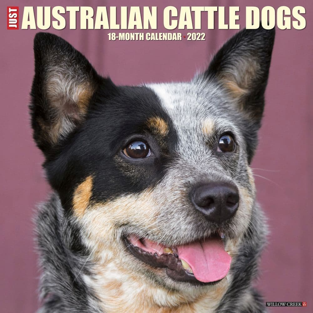 Just Australian Cattle Dogs 2022 Wall Calendar