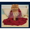 image American Cat 2023 Desktop Wallpaper Alternate Image  width=&quot;1000&quot; height=&quot;1000&quot;