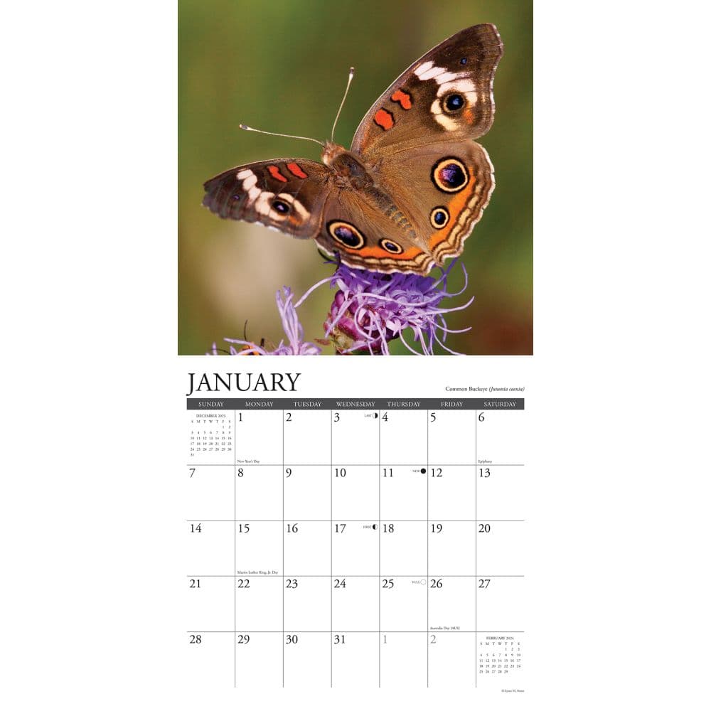 Butterflies 2024 Wall Calendar Alternate Image 2
