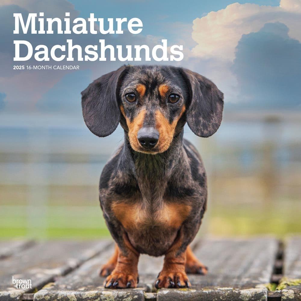 image Miniature Dachshunds 2025 Mini Wall Calendar  Main Image