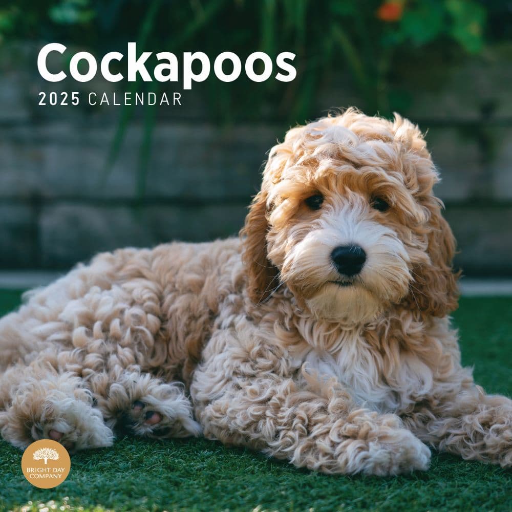 Cockapoos 2025 Wall Calendar Main Product Image