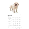 image Golden Retriever Puppies  2024 Wall Calendar Alternate Image 2
