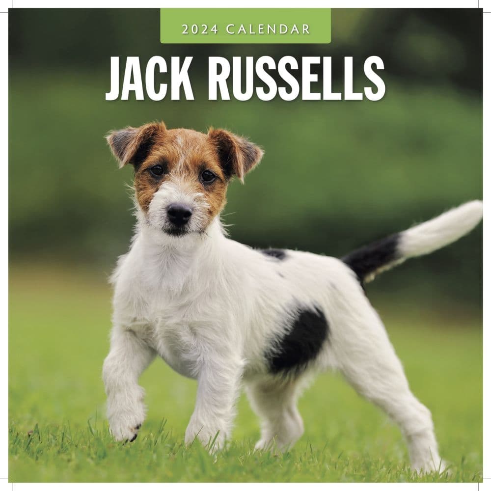 Jack Russells 2024 Wall Calendar - Calendars.com