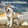 image Alaskan Malamutes 2024 Wall Calendar Main Product Image width=&quot;1000&quot; height=&quot;1000&quot;