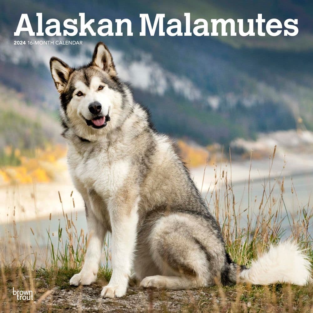 Alaskan Malamutes 2024 Wall Calendar Main Product Image width=&quot;1000&quot; height=&quot;1000&quot;