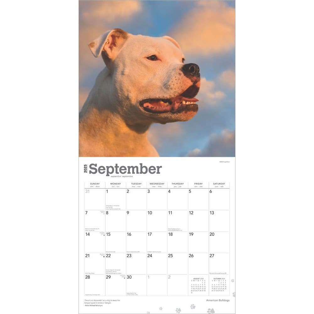 American Bulldogs 2025 Wall Calendar Third Alternate Image width=&quot;1000&quot; height=&quot;1000&quot;