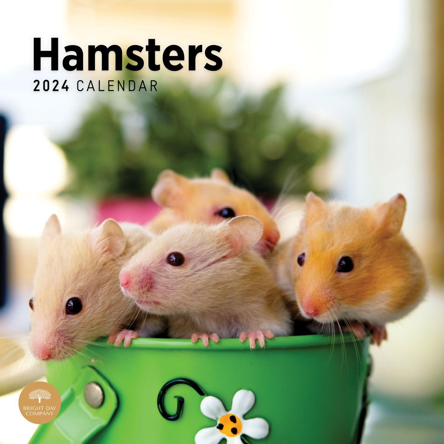 Hamsters 2024 Wall Calendar - Calendars.com