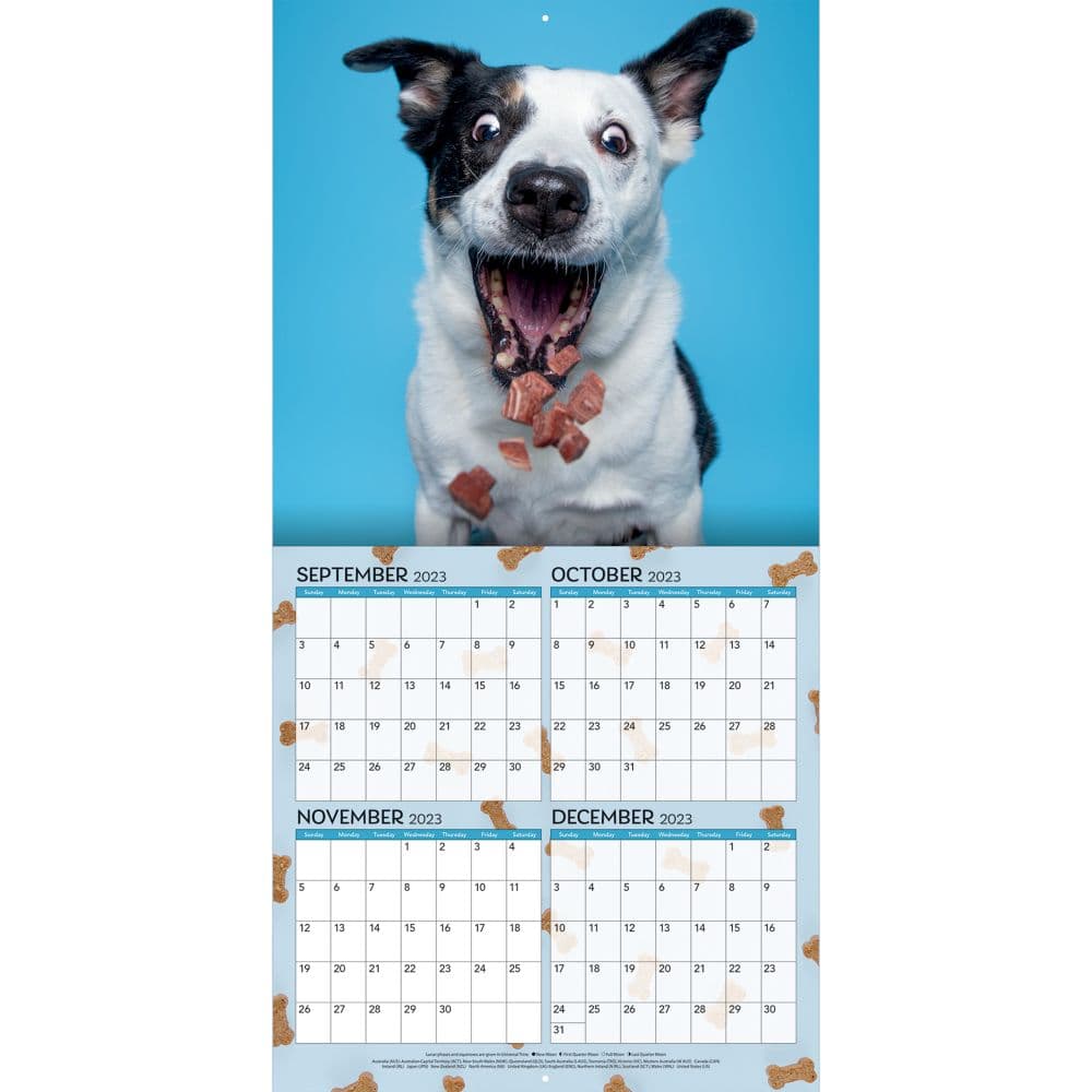 Doggy Want A Treat 2024 Wall Calendar Third Alternate  Image width=&quot;1000&quot; height=&quot;1000&quot;