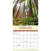 image Redwood Forest 2025 Wall Calendar Second Alternate Image width="1000" height="1000"