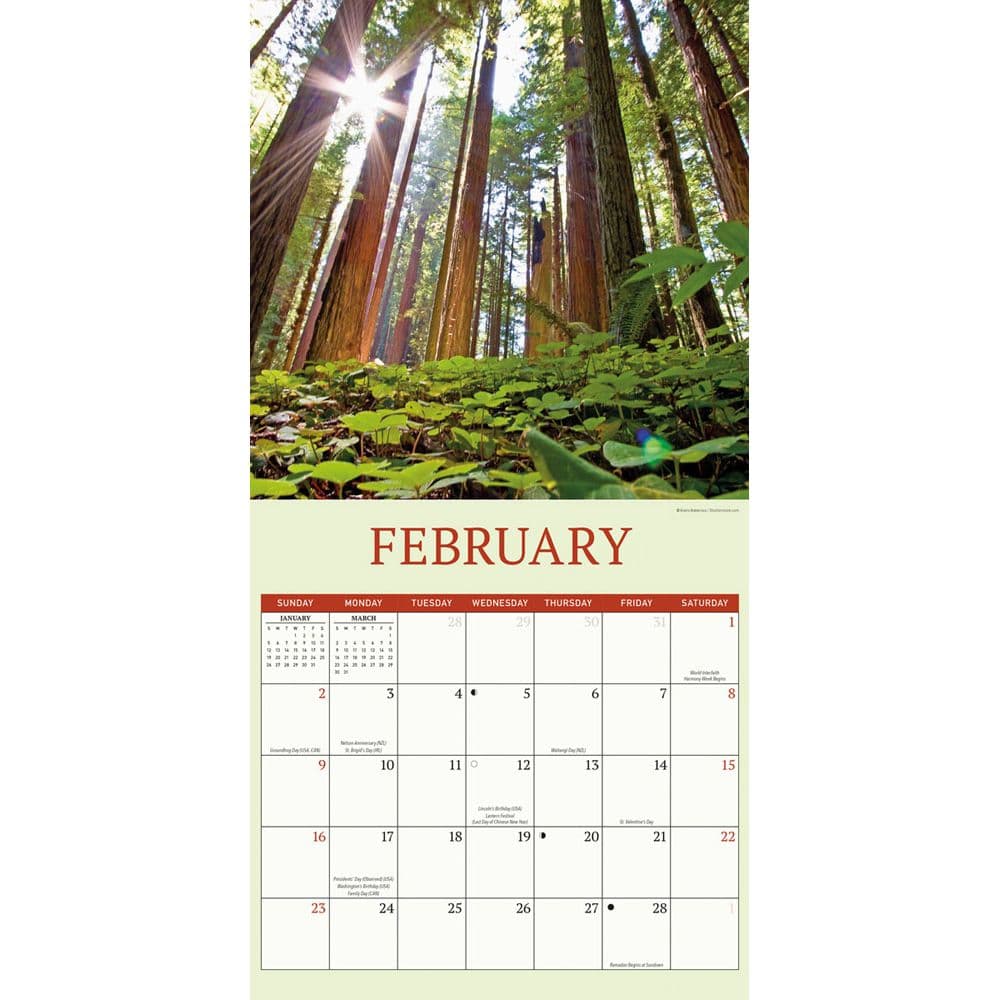 Redwood Forest 2025 Wall Calendar