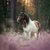 image Horses 2026 Wall Calendar Main Product Image