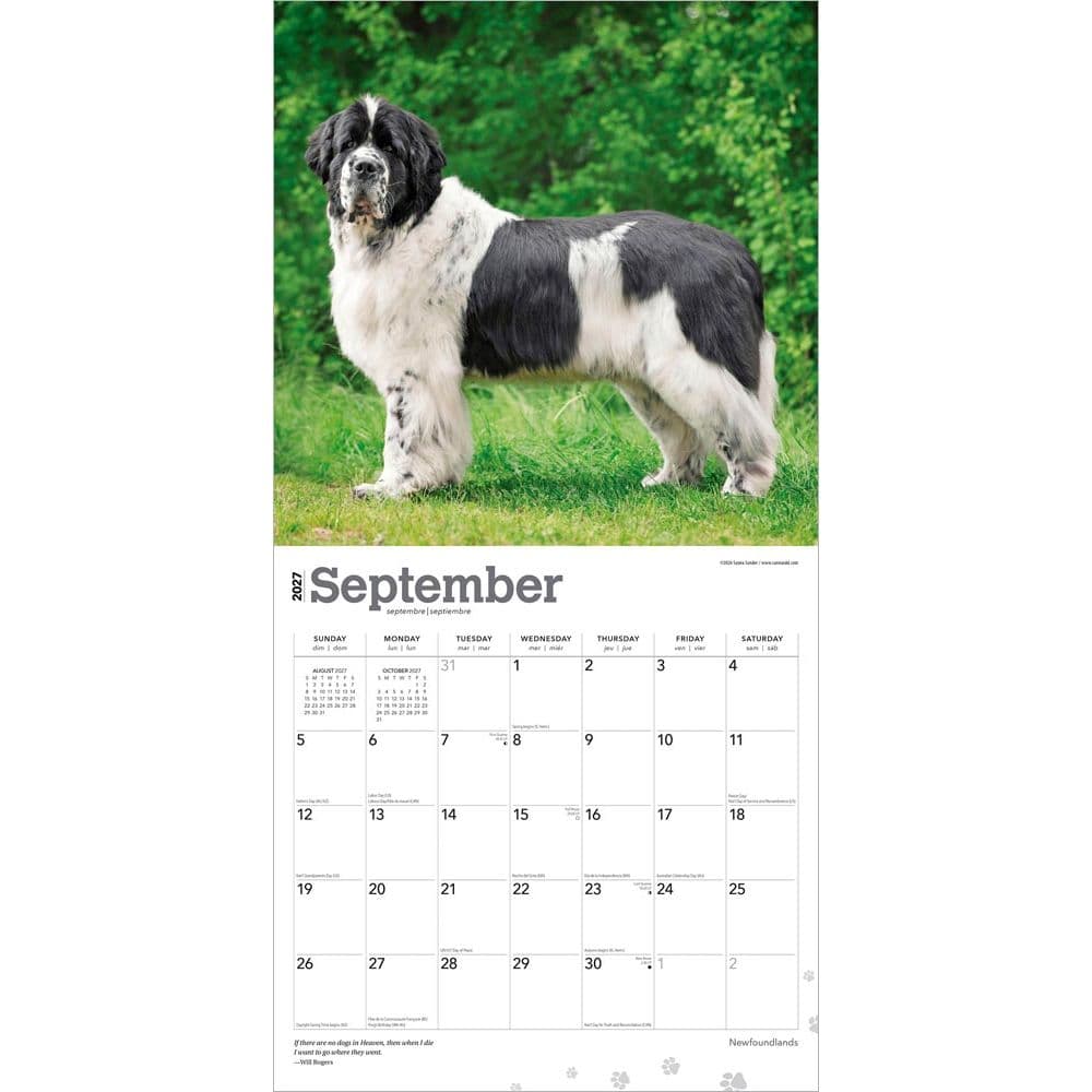 Newfoundlands 2027 Wall Calendar Third Alternate Image