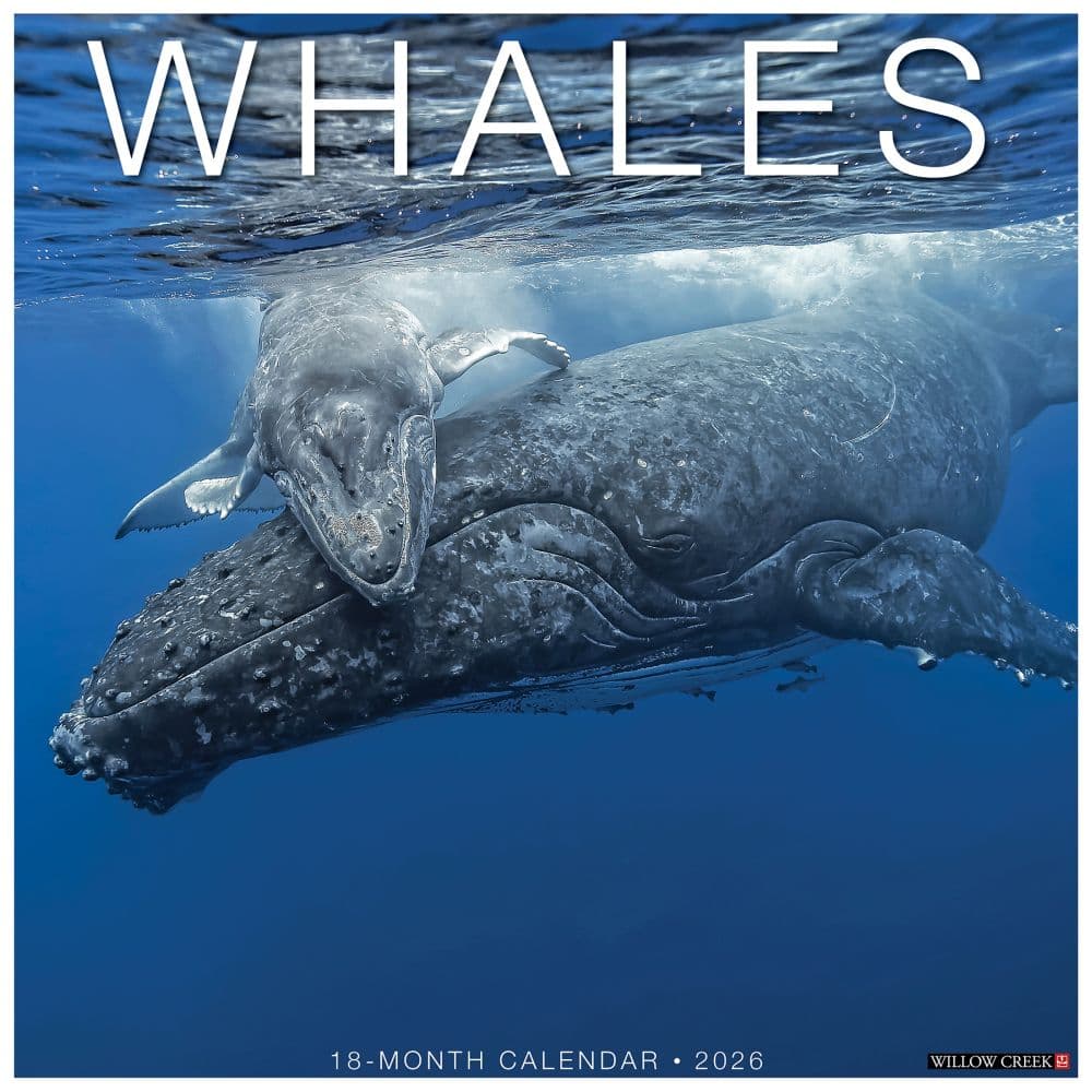 Whales 2026 Wall Calendar  Main Image