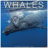 image Whales 2026 Wall Calendar  Main Image