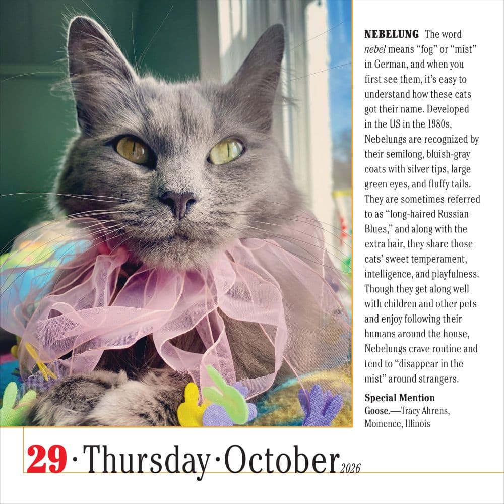 Cats 365 2026 Desk Calendar Fourth Alternate Image