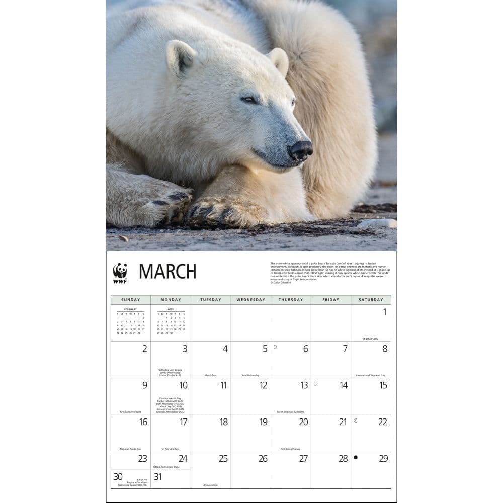 Polar Bears WWF 2025 Wall Calendar Second Alternate Image width=&quot;1000&quot; height=&quot;1000&quot;