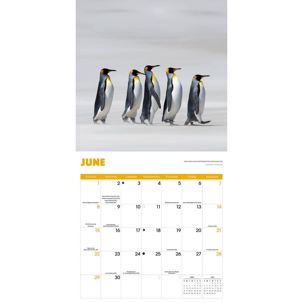 Penguins 2025 Wall Calendar Third Alternate Image width=&quot;1000&quot; height=&quot;1000&quot;