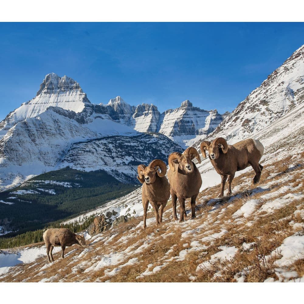 American Landscapes WWF 2025 Wall Calendar Third Alternate Image width=&quot;1000&quot; height=&quot;1000&quot;
