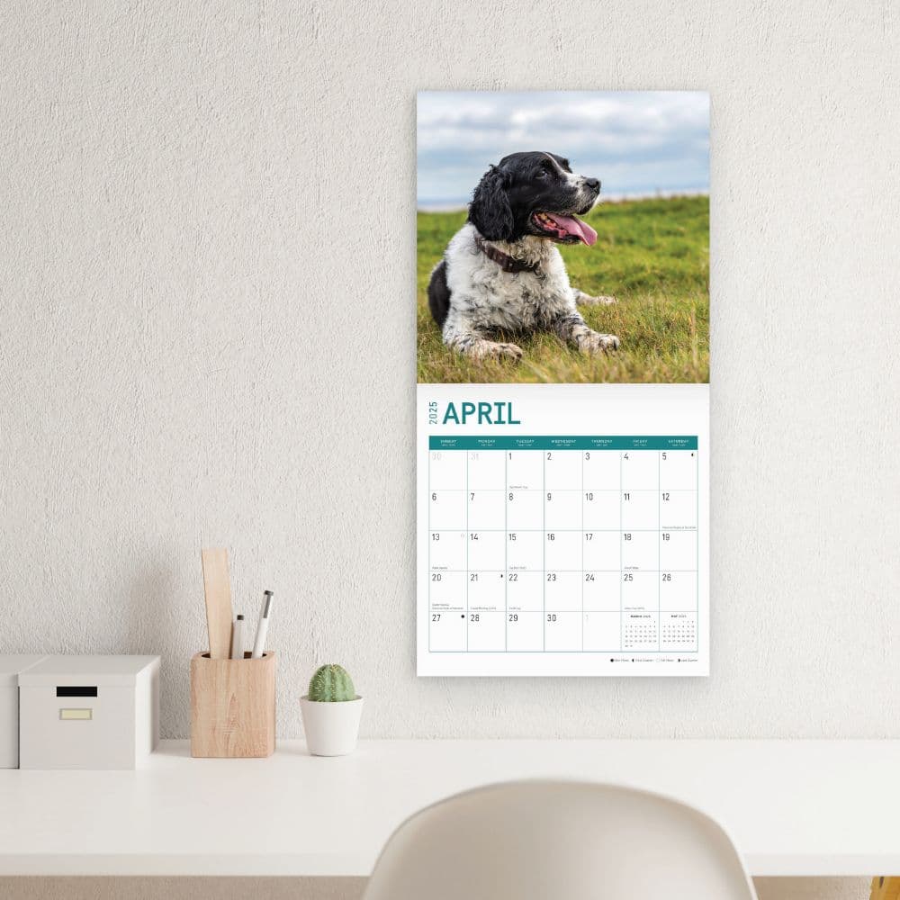 English Springer Spaniels 2025 Wall Calendar Third Alternate Image width="1000" height="1000"