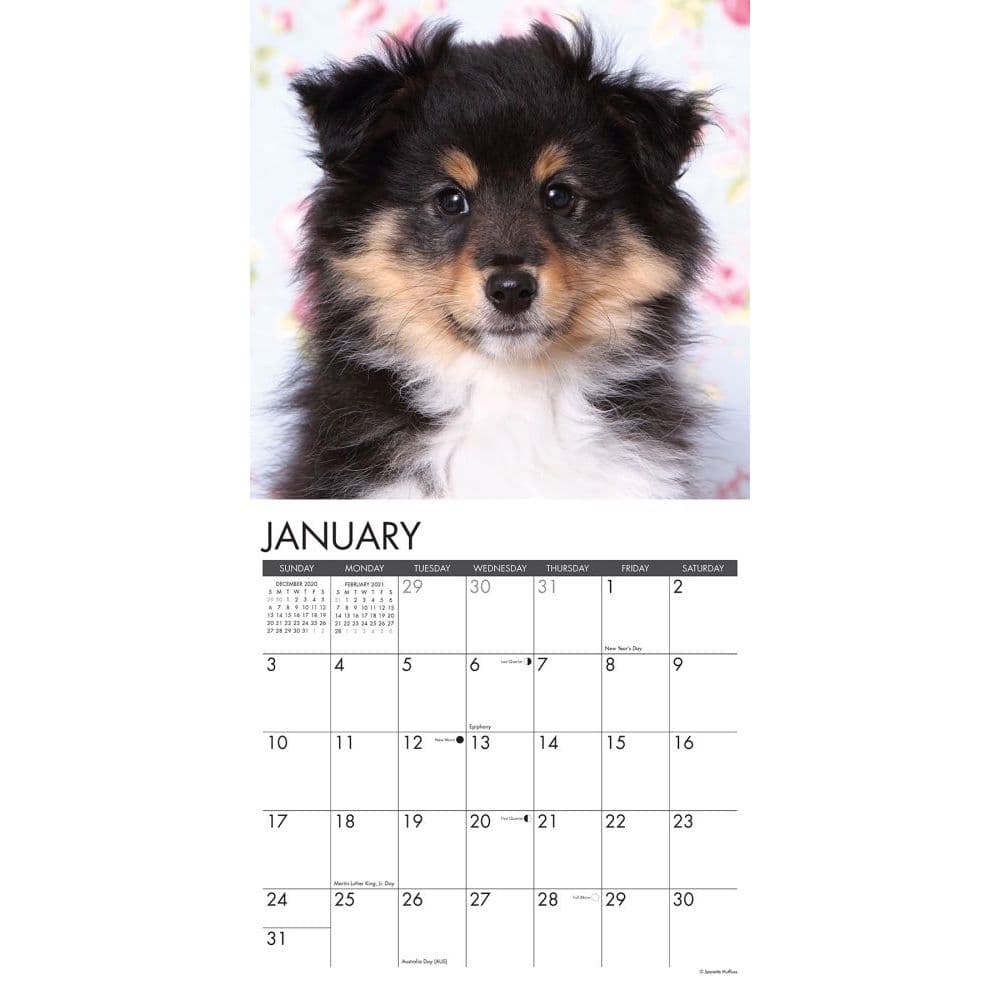 Just Sheltie Puppies Wall Calendar