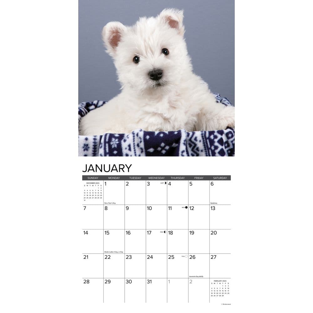 Westie Puppies Just 2024 Wall Calendar