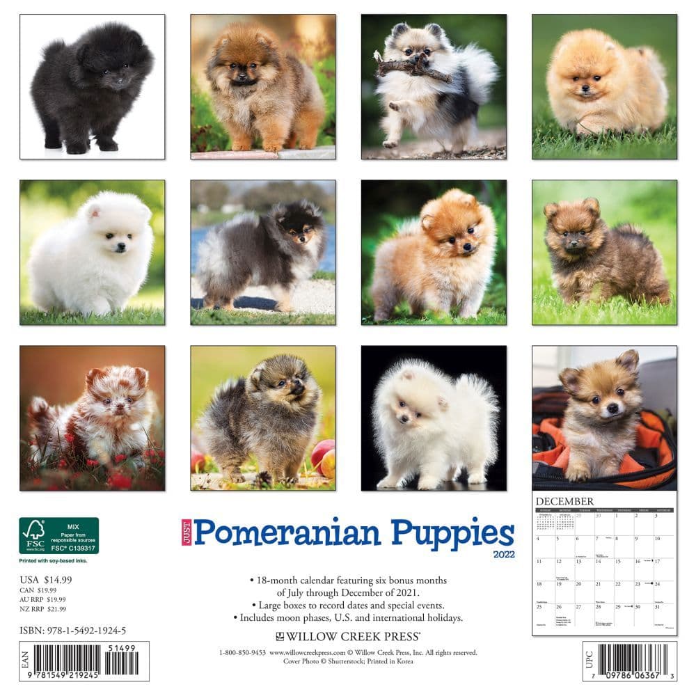 Pomeranian Puppies 2022 Wall Calendar - Calendars.com