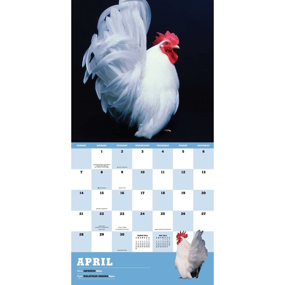 Extraordinary Chickens 2024 Wall Calendar