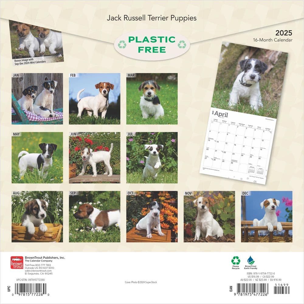 Jack Russell Terrier Puppies 2025 Wall Calendar First Alternate Image