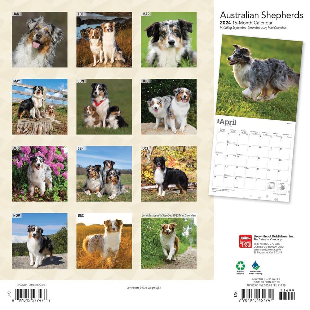 Australian Shepherds 2024 Wall Calendar Alternate Image 1