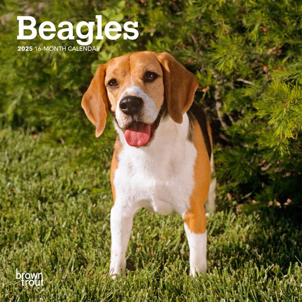 Beagle 2025 Mini Wall Calendar - Calendars.com