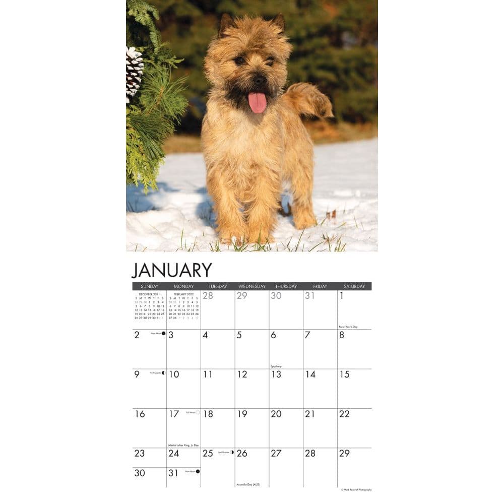 Just Cairn Terrier 2022 Wall Calendar - Calendars.com