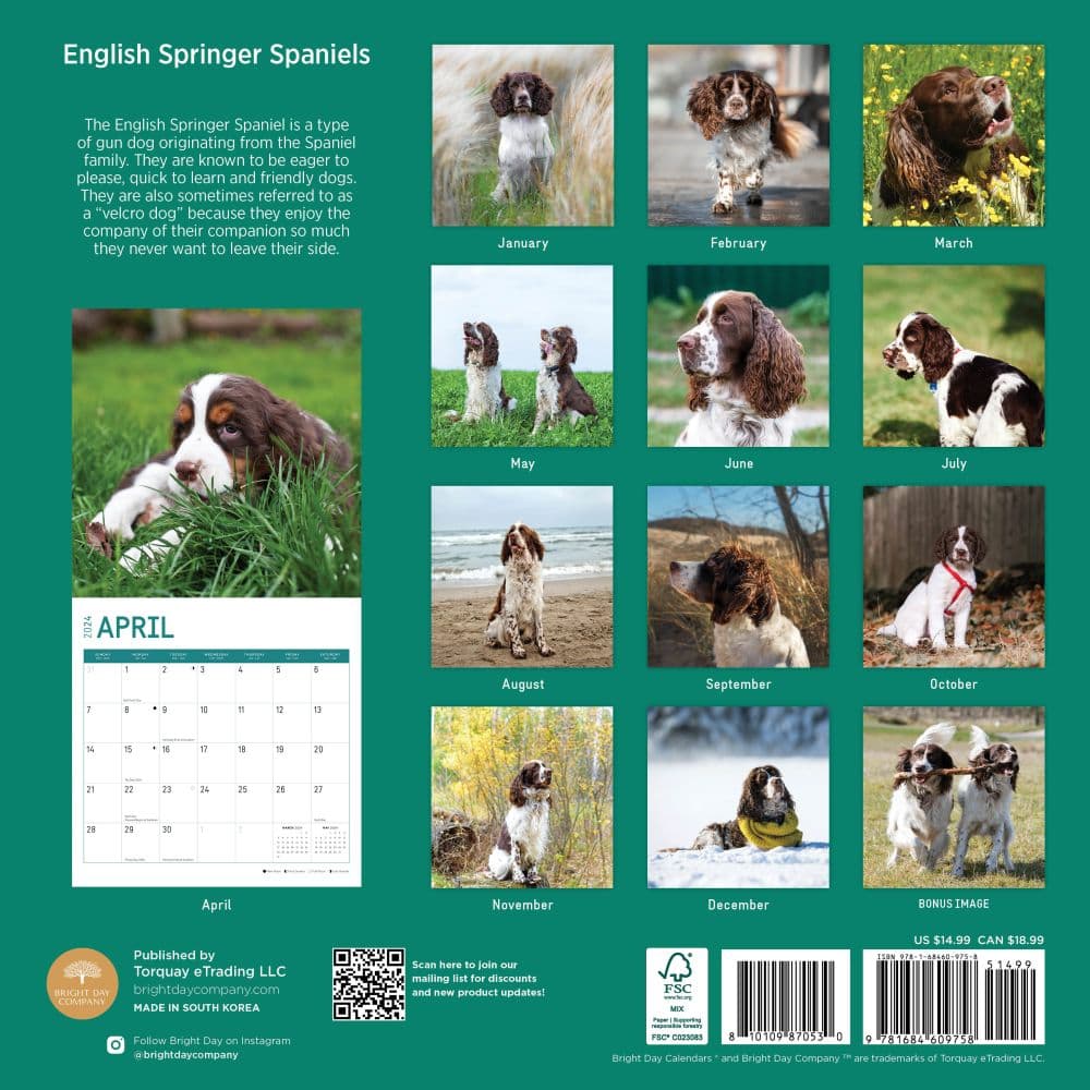 English Springer Spaniels 2024 Wall Calendar First Alternate Image width=&quot;1000&quot; height=&quot;1000&quot;