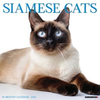 image Siamese Cats 2026 Wall Calendar   Main Image