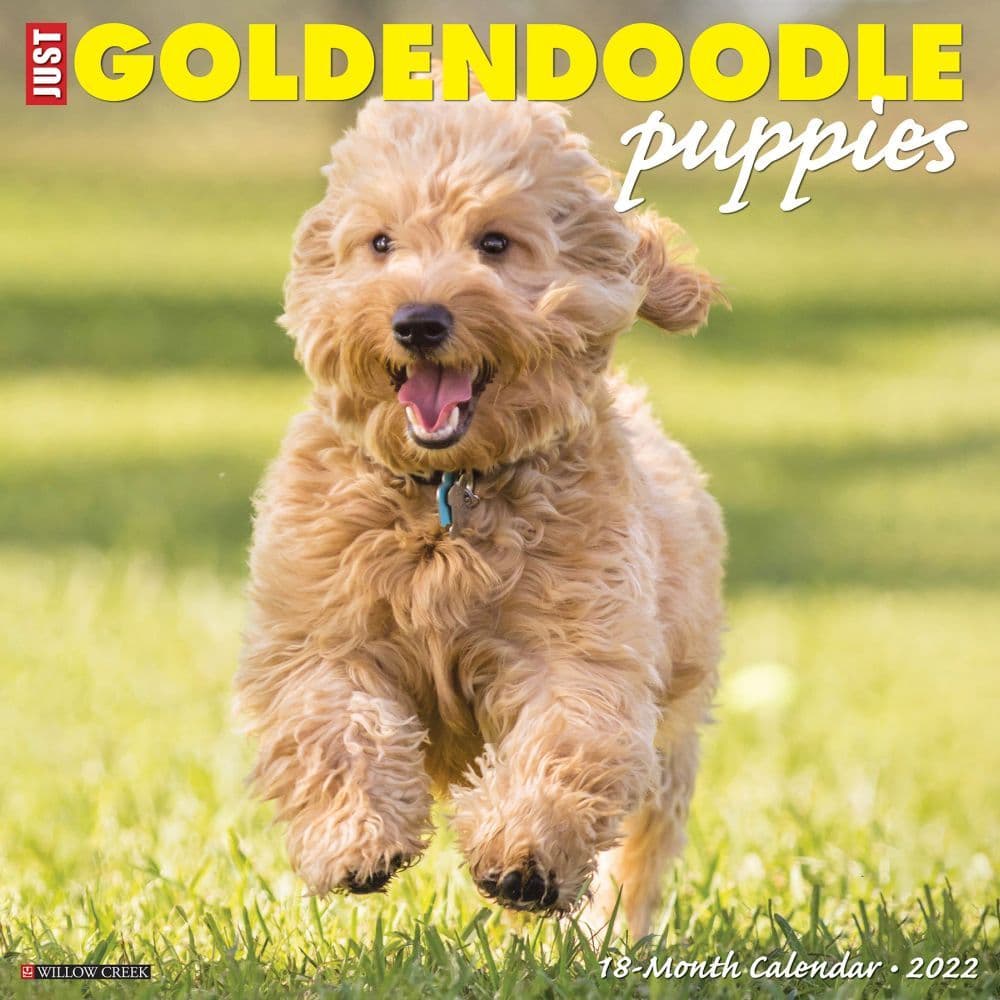 Goldendoodle Puppies 2022 Wall Calendar