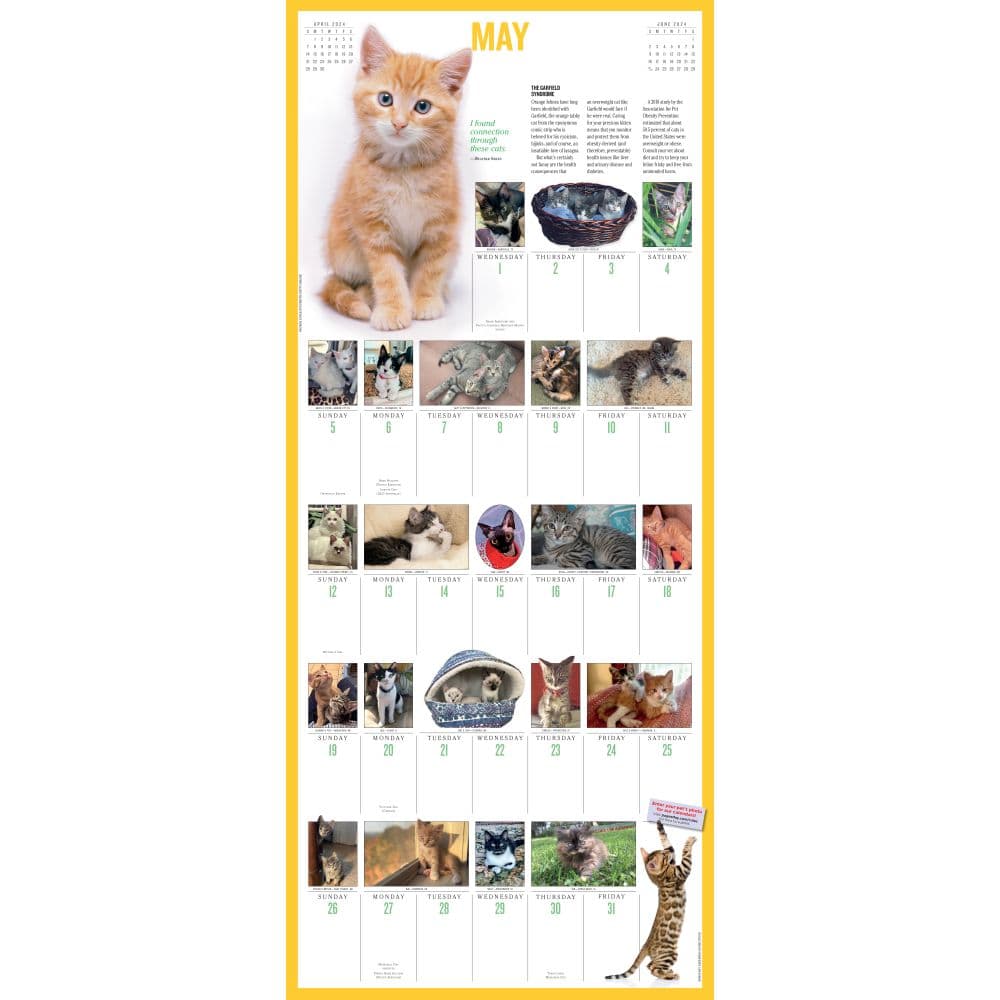 Kittens 365 Days 2024 Wall Calendar Alternate Image 2