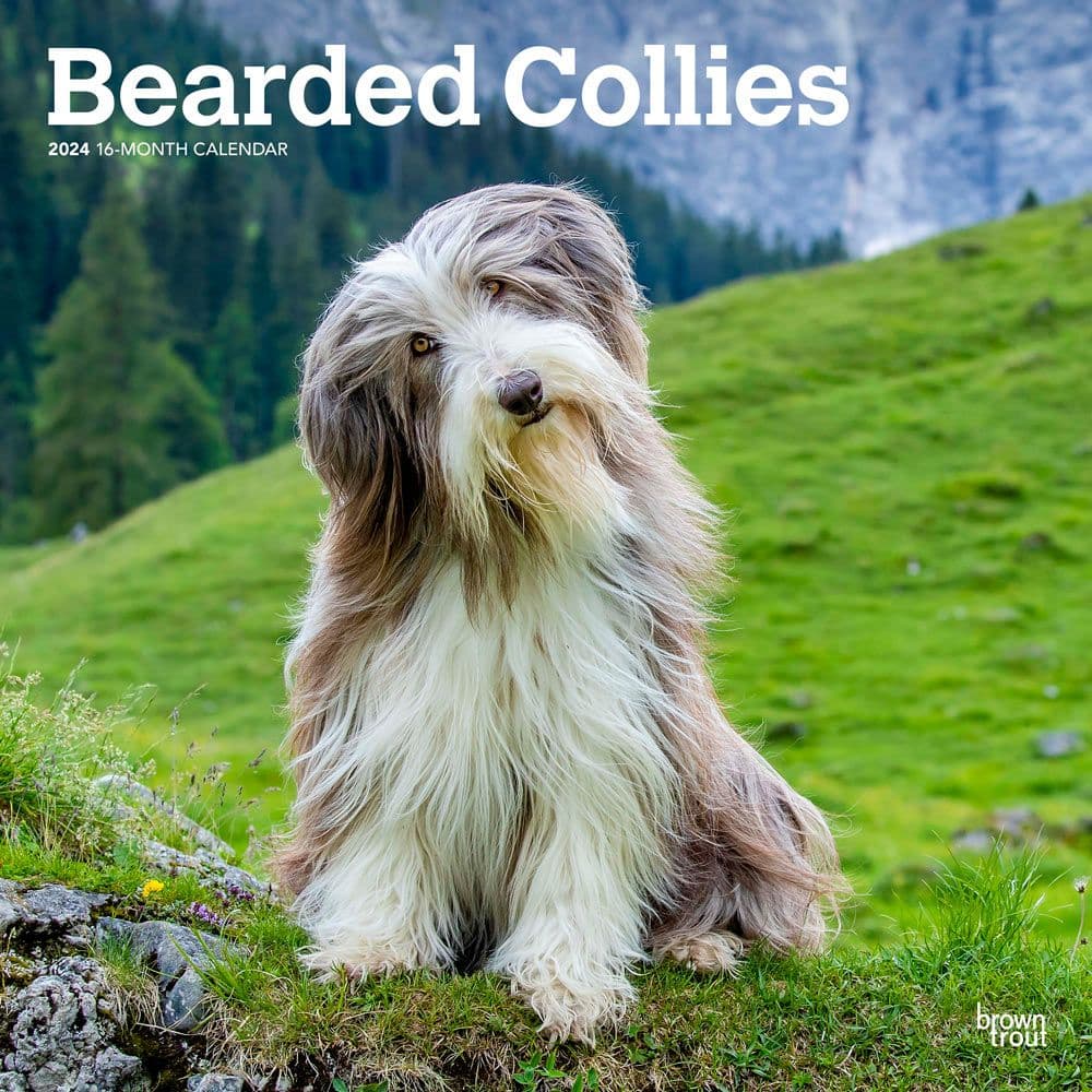 Bearded Collies 2024 Wall Calendar Main Product Image width=&quot;1000&quot; height=&quot;1000&quot;