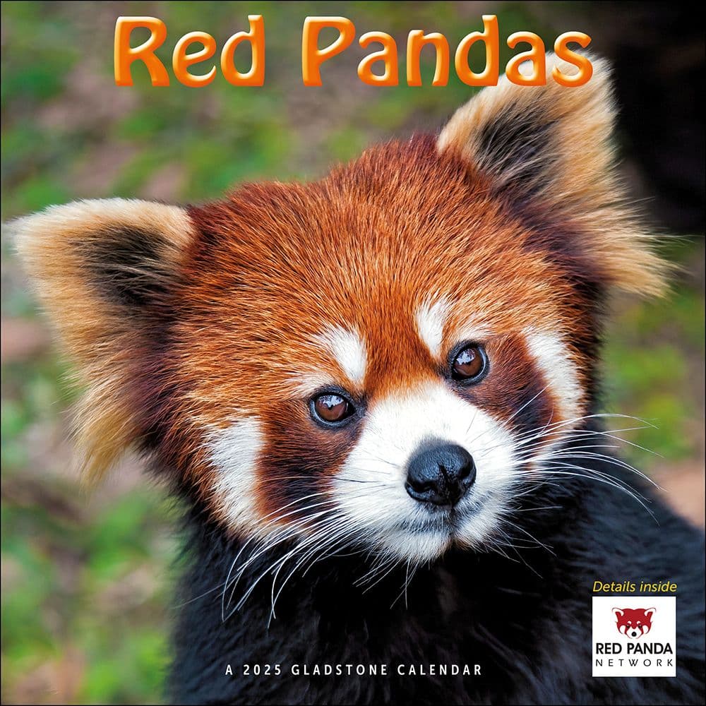 Red Panda Calendar 2025