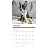 image Just Boston Terrier Puppies 2025 Wall Calendar
