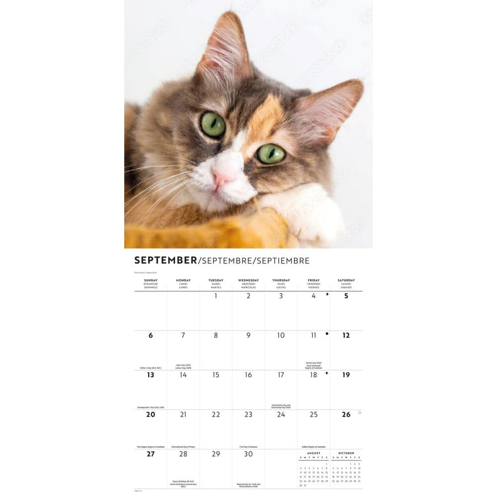 Love of Cats 2026 Wall Calendar Third Alternate Image