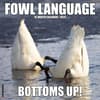 image Fowl Language 2025 Wall Calendar Main Image