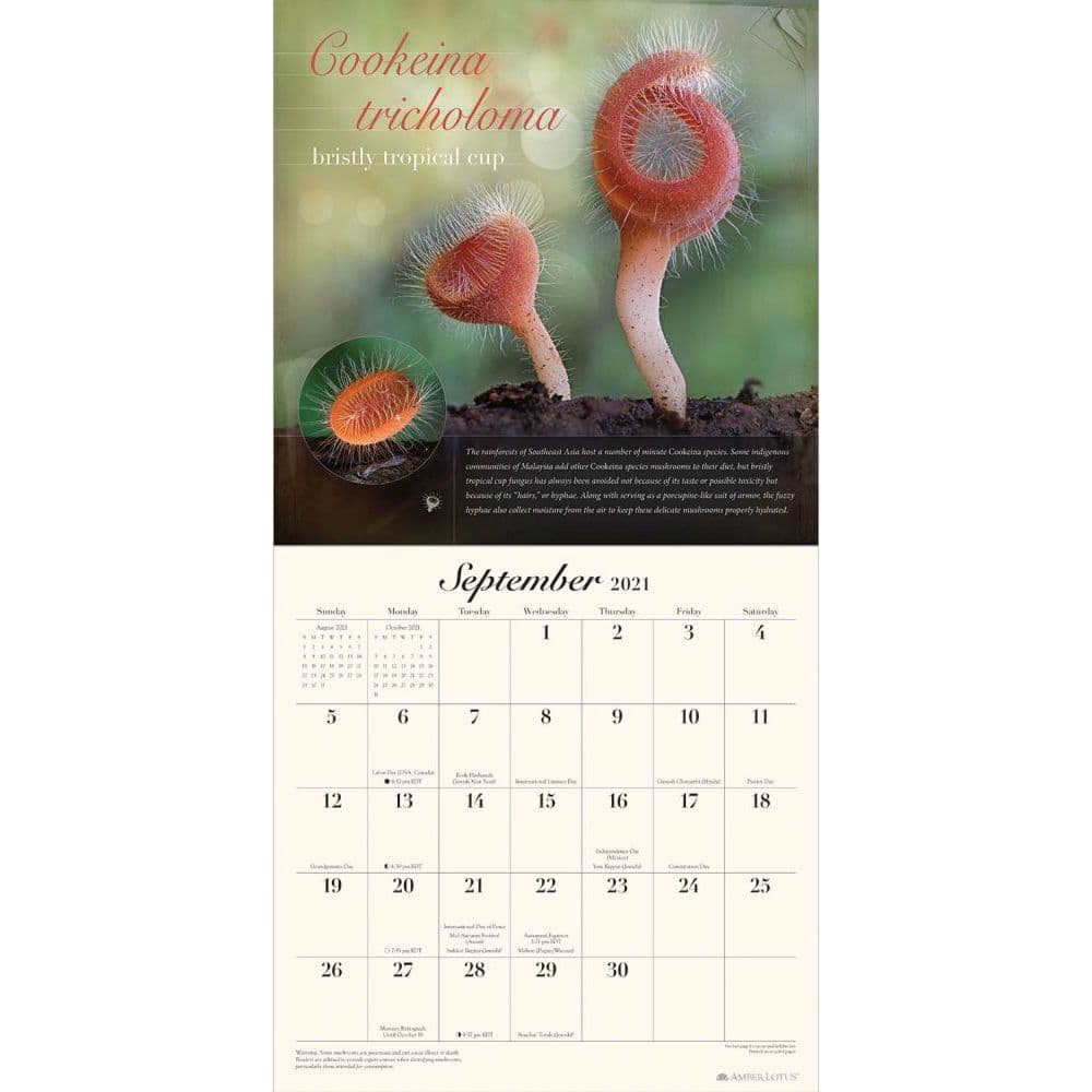 Miraculous Mushroom Wall Calendar