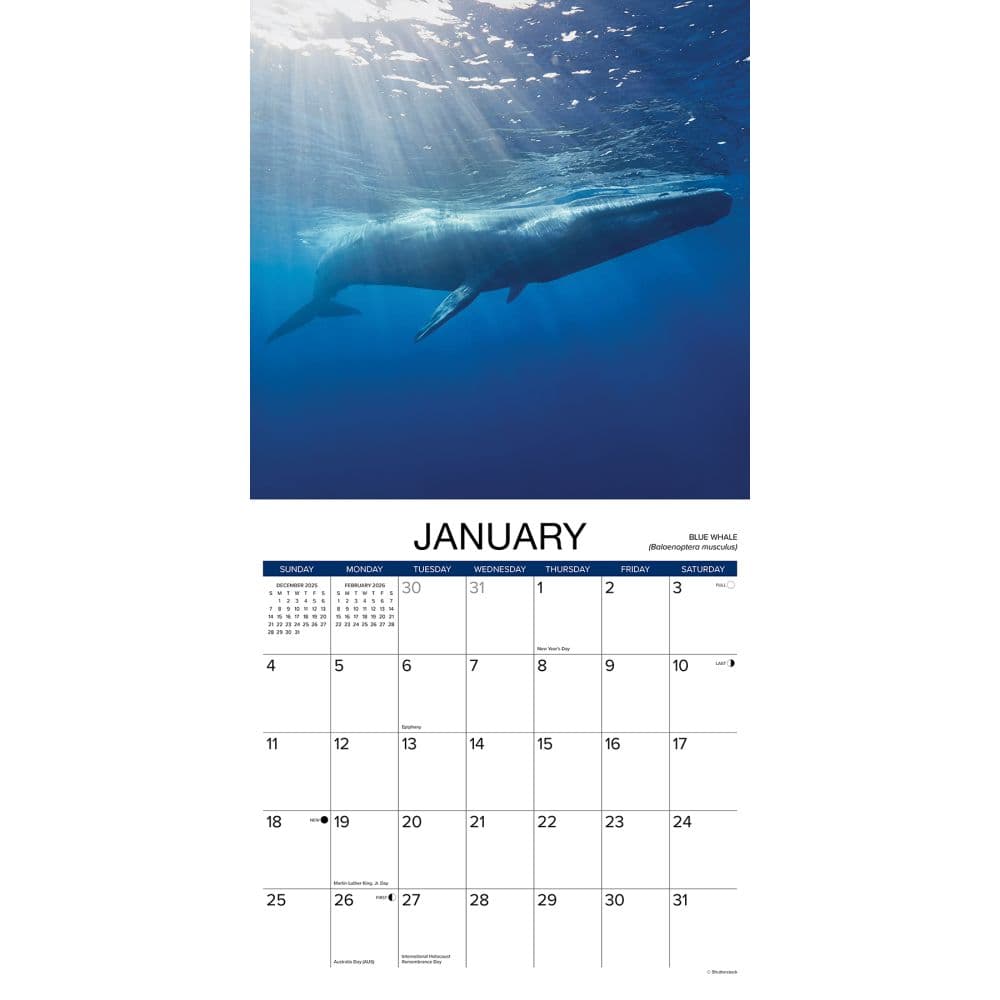 Whales 2026 Wall Calendar Second Alternate Image