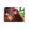 image Chicken Get Well Card