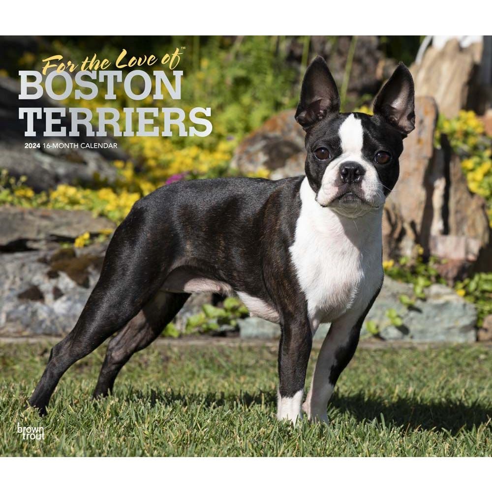 Boston Terriers Deluxe 2024 Wall Calendar