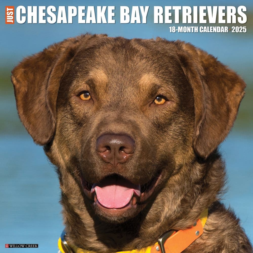 Just Chesapeake Bay Retrievers 2025 Wall Calendar