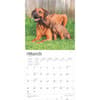 image Rhodesian Ridgebacks 2025 Wall Calendar Second Alternate Image width=&quot;1000&quot; height=&quot;1000&quot;